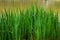Close-up of lush tall green grass growing near lake water in park