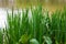 Close-up of lush tall green grass growing near lake water in park