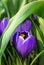 Close-up of lush vibrant violet crocuses