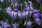 Close-up of lush vibrant violet and white crocuses