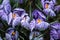 Close-up of lush vibrant violet and white crocuses