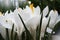 Close-up of lush vibrant white crocuses