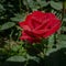 Close-up of luxurious bright red miniature rose against the background of lush green garden