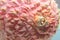 Close-up lychee