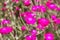 Close up of Lychnis coronaria flower.