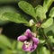 Close-up of Lycium barbarum flower