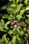 Close-up of Lycium barbarum flower