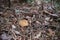 Close up on Lycoperdon perlatum on the tree, black and white