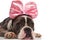 Close up of lying american bulldog wearing pink ribbon headband