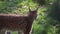 Close-up on a lynx in the forest