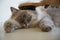 Close up of a lynx point ragdoll cat having its fur and head brushed.