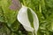 Close up LYSICHITON x hortensis white flower spadix and spathe