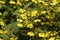 Close-up of lysimachia ciliata firecracker in bloom