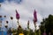 Close up of Lythrum salicaria flower blooming, common names are purple loosestrife