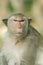 Close-up of Macaque monkey.