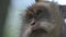 Close up of a macaque monkey face. High quality