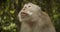 Close up of a macaque monkey talking and making noises in the forest. Adult brown furry monkey yelling in the nature.
