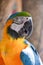 close up of macaw.Macaws are considered the largest parrots.  Native to Mexico and South America.