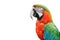 Close up Macaw Parrot isolated  on white background.clipping path