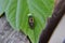 Close up macro asian larva ladybug on green leaf