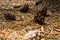 A close-up macro autumn view of a ground covered with dry pine needles and cones, a forest of Curonian Spit