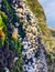 Close up Macro barnacles on rocks with shallow depth of field