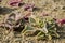 Close-up macro of beautiful desert succulent growing in Namib desert, Namibia, Southern Africa