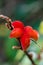 Close-up macro of beautiful and exotic star formed red plant, Ghana, West Africa