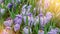 Close-up macro beautiful violet white lush vibrant crocuses, spring flowers on soft focus blurred toned bright green floral