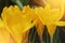 Close-up macro beautiful yellow lush vibrant crocuses, spring fl