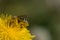 Close up macro bee and dandelion shot. Yellow flower in meadow. Colecting pollen for honey