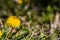 Close up macro bee and dandelion shot. Yellow flower in meadow. Colecting pollen for honey