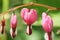 Close Up Macro Bleeding Hearts Flower