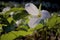 Close up macro of blooming large white trillium flower on beautiful forest floor covered with dried leaves