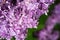 Close up macro of blooming Lilac flowers