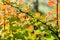 Close up, macro. Branches of barberry with berries and orange-green leaves from penetrating sunlight