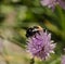 Close up macro of a bumblebee flying away from a flower