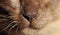 Close up Macro Cat Nose