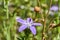 Close up macro of Clasping Venus`s Looking-glass Triodanis perfoliata growing wild in Texas