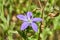 Close up macro of Clasping Venus`s Looking-glass Triodanis perfoliata growing wild in Texas