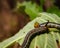 Close up macro of coffee bee hawk moth caterpillars