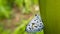 Close up macro of common hedge blue butterfly