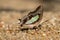 Close up macro The Common Nawab ,Butterfly sucking minerals from