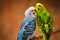 Close up macro of couple Budgerigar