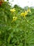 Close Up Macro of Currant Tomato Flowers