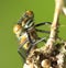 Close up macro of Damselfly face