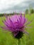 Close Up Macro Detail of Purple Thistle