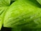 Close Up Macro Detail of Wet Green Hosta Leaf