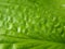Close Up Macro Detail of Wet Green Hosta Leaf