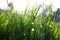 Close up, macro of dew drops on blades of fresh grass, morning rays of sun, water saving and green concept, save planet, blurred